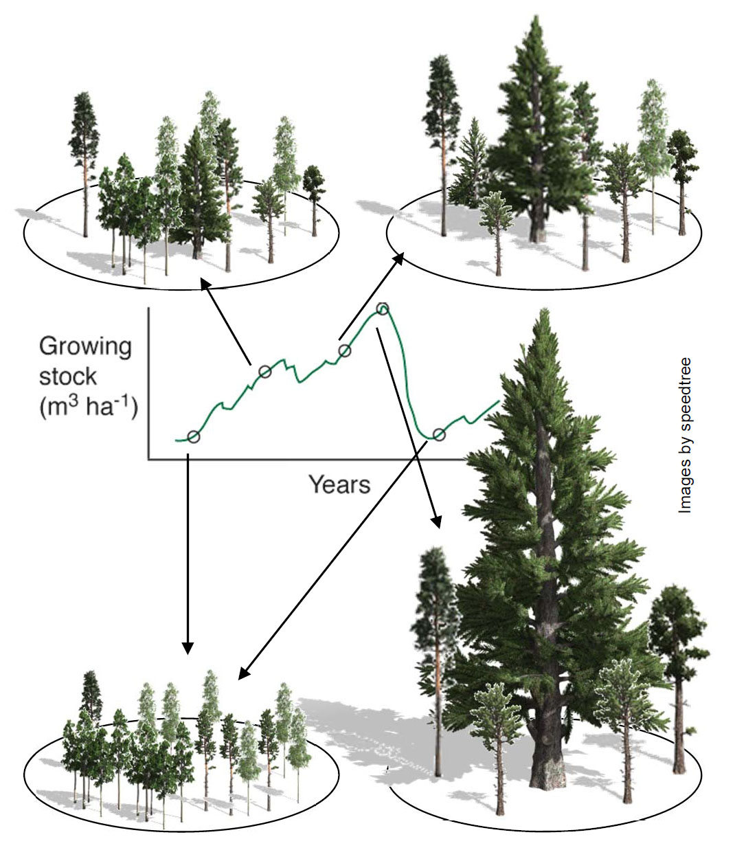 Concept of forest gap models